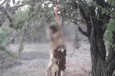 El perro apareció colgado de un árbol en la comunidad de Los Negritos de Aguascalientes