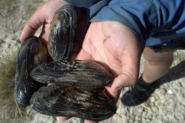 Crisis de opiáceos en EU pega hasta los... mejillones 