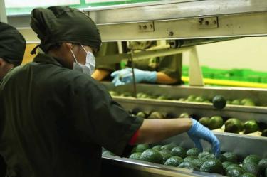 Sagarpa, Productos, Canadá, Seguridad, Aguacate, Tomate, Productores, Agroempresas