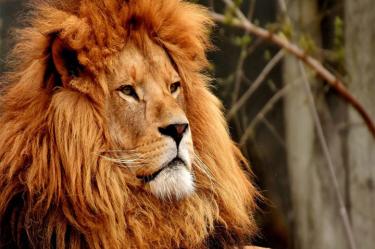 El poder de la chancla funciona hasta con leones