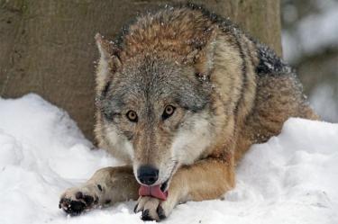 Rescatan a lobo a punto de morir de hambre en la India