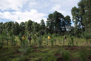 Reporta Conafor 90.2 por ciento de avance en meta sexenal de reforestación