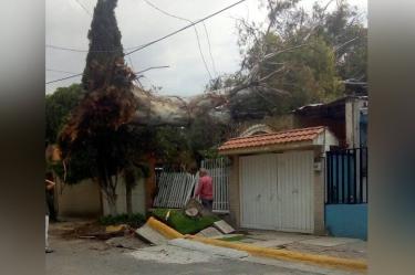 Se desploma árbol de 20 metros sobre casa en Cuautitlán