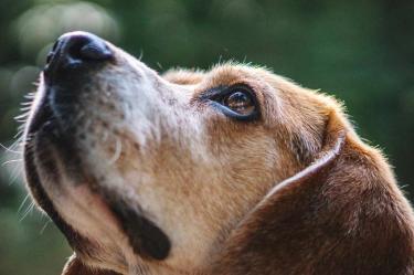 ¿Por qué tu perro te mira a la cara cuando está 'haciendo del baño'?