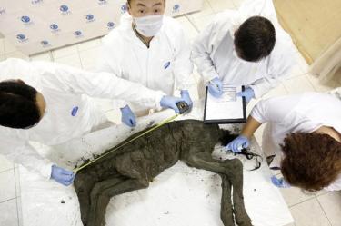 Científicos trabajan para clonar un caballo prehistórico