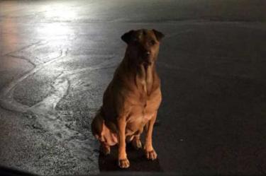 Perrita finge ser callejera para conseguir hamburguesas gratis