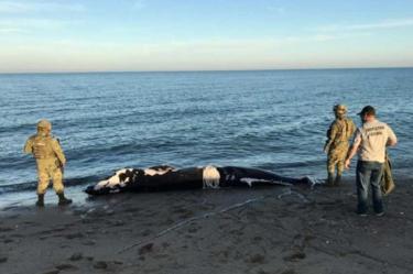 Ballena, Profepa, Marina, Seguridad, Mamífero, Baja California