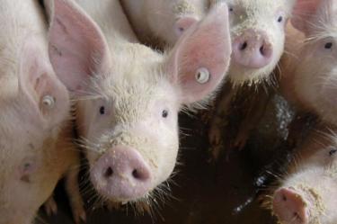 China 'castiga' a 200 funcionarios por no contener brote de peste porcina