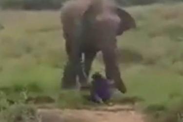 Hombre intenta hipnotizar a elefante y muere aplastado. Foto: Captura de pantalla