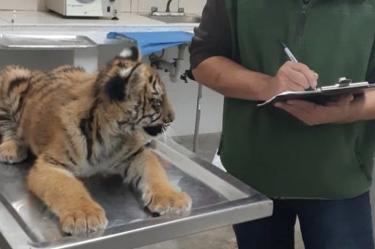 Noticias de Hoy, Profepa asegura tigre de bengala bebe en Nuevo Leon, Profepa asegura tigre bengala bebe Nuevo Leon, Profepa asegura tigre bebe Nuevo Leon, domicilio, Nuevo Leon, Monterrey, Denuncia anonima, cuidados, tigre, bebe, cachorro, tigre de bengala, Semarnat, Profepa