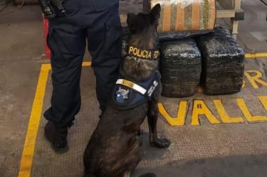 Noticias de Hoy, En paqueteria binomio canino halla 2 cajas con mariguana, Paqueteria binomio canino halla 2 cajas mariguana, Binomio canino halla cajas mariguana, seguridad, binomio canino, policia federal, perro, olfato, encontrar, dos cajas de carton, envoltorios, mariguana, paqueteria CDMX, Ciudad de Mexico