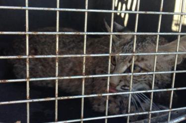 Noticias de Hoy, Rescatan y liberan a gato montes en Nuevo Leon, Rescatan liberan gato montes Nuevo Leon, Rescatan liberan gato montes, rescate, liberacion, especie, gato montes, animales, ejemplar, macho, 2 años, salud, veterinarios, Profepa, estados, Nuevo Leon, Monterrey, La Cieneguilla