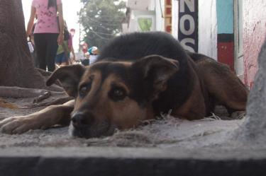 Noticias de Hoy, Perros señalados por muerte de mujer en Tecamac son salvados, Perros señalados muerte mujer Tecamac son salvados, Perros señalados muerte mujer salvados, animales, jauria, perros, seis, canes, resguardados, Fundacion de Proteccion Animal, Huehuetoca, deceso, muerte, Margarita N, Tecamac, Estado de Mexico