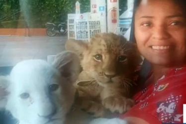 Familia quiere de vuelta a sus leones, aseguran que son ‘su manada’