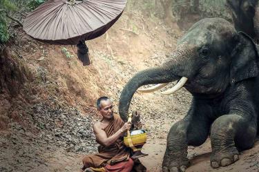Elefante mata a su cuidador; lo regañó y este se le sentó encima