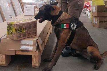 Un binomio canino localizó en una paquetería, una caja de cartón que contenía peyote. Foto: FGR