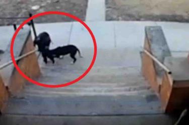 Graban a feroz perro atacando a grupo de niños en Chicago