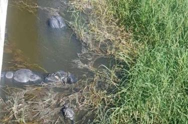 Hasta el momento suman nueve los cuerpos identificados de las víctimas encontradas en el canal de agua pluvial situado en los límites de Ixtlahuacán de los Membrillos, Tlajomulco de Zúñiga y El Salto, Jalisco.