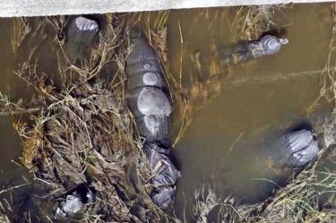 Identifican a diez embolsados de Jalisco
