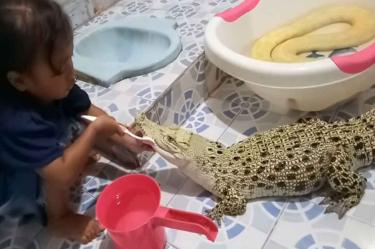 Niña se entretiene cepillándole los dientes a un cocodrilo