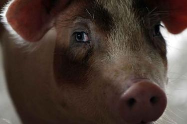 Científicos 'reviven' el cerebro de un cerdo muerto