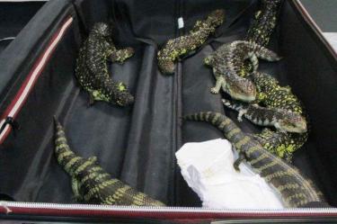 La detienen en el aeropuerto; llevaba 19 reptiles en la maleta