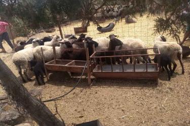 Rancho, comando, animales de corral, borregos, Hidalgo