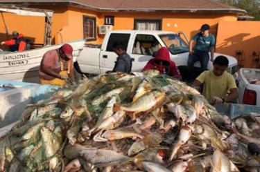 Semarnat se reunirá con líderes pesqueros en hábitat de vaquita marina