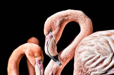 Sacrifican a flamingo; niño lo lastimó gravemente con piedra