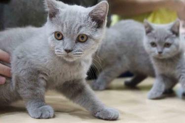 Joven ejecuta brutal matanza de gatos en Marruecos
