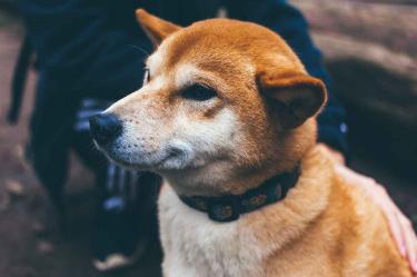 Crean licenciatura para entrenar perros, ¿quieres estudiar?