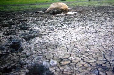 Cambio climático, Frío, Calor, Lluvias, Muerte, Medio ambiente, Clima, Seguridad, Salud