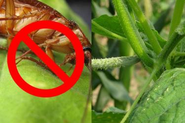 5 plantas que alejan a las cucarachas de tu casa