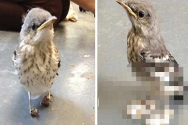Pajarito recibe zapatos 'ortopédicos' y vuelve a caminar
