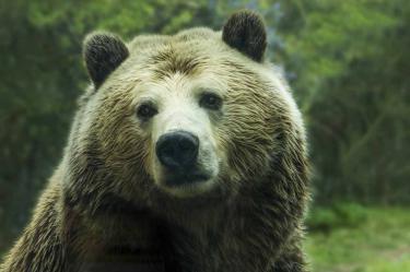 El ataque ocurrió cuando Nikolái Ígrit, de 29 años, y dos amigos fueron a la Reserva Natural de Jutinski para recoger cuernos de reno caídos. Foto: Pixabay