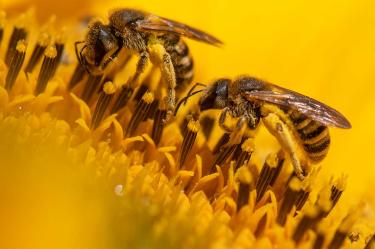 Alerta en Rusia por muerte masiva de abejas en todo el país