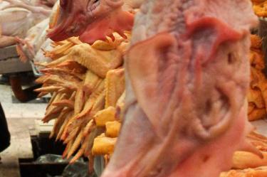 Por gripe aviar, Hong Kong suspende compra de pollo de Guanajuato