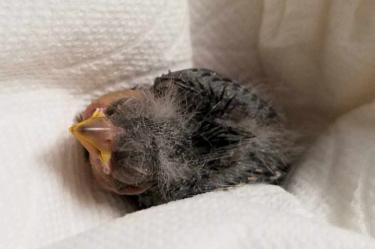 Borracho rescata a pajarito y lo manda al veterinario en Uber