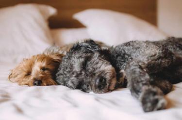Alcalde de Quito se pronuncia tras envenenamiento de perros