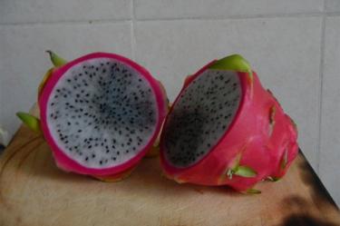 Proponen explotar cultivo de pitahaya en Yucatán