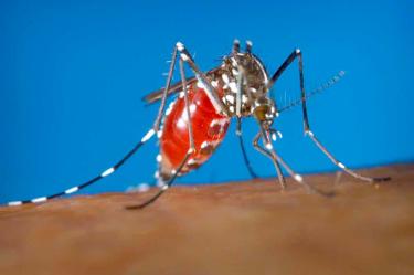 ¡Alerta en Guatemala! Reportan 17 muertos por dengue grave