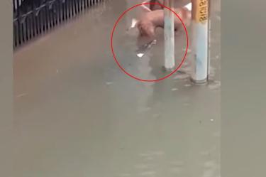 El animal pudo haber llegado a las calles de la entidad debido al desbordamiento de un río donde habitan cocodrilos. Foto: Captura de pantalla