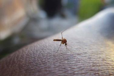 Honduras reporta 82 muertos por dengue; permanecen alerta