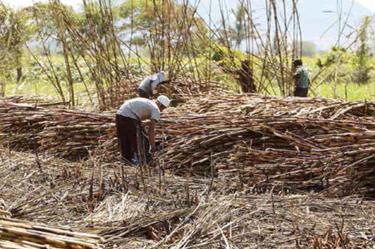 SIAP asegura la alimentación desde el cielo; monitorea 24.6 millones de hectáreas