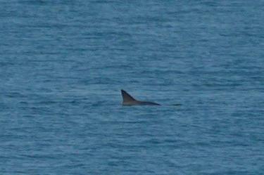 Reportan avistamiento de seis vaquitas marinas