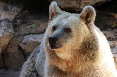 Dos cazadores escapan de milagro tras ataque de oso