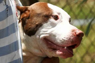 Rescatan a perrito encintado y embolsado en Torreón