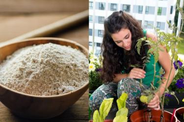 ¿Qué pasa si le pones avena a tus plantas? Te decimos