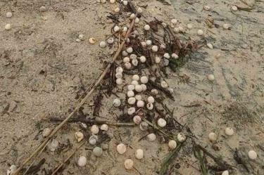 Narda arrasa con nidos de tortugas en costas de Oaxaca