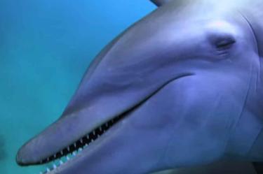 Delfines se drogan con veneno de pez globo; mira el video